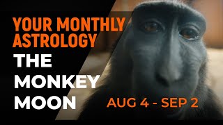 Monthly Chinese Astrology The Monkey Moon Aug 4  Sep 2 [upl. by Wasserman682]