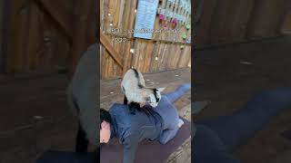 Things to do in kitsapcounty kitsap movingtowashington goatyoga pnwlife [upl. by Winthorpe]