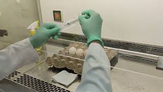 Cultivation of Viruses in Chicken Embryonated Egg CEE [upl. by Beuthel]