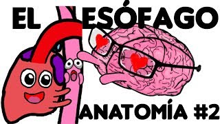 El Esófago Anatomía PARTE 2 [upl. by Atinus]