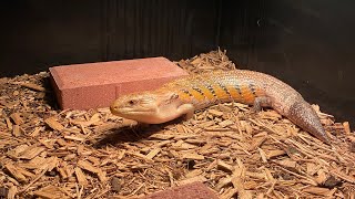 Blue Tongue Skink New Tank Set Up Substrate Selection and PreBrumation Ritual [upl. by Toby86]