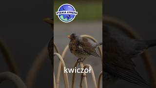 Kwiczoł birds ptaki ptasiastrefa [upl. by Oznofla677]