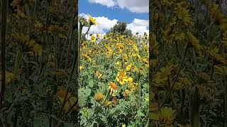 🌼🌻🌼🌻♥️🤩 flowers flores floresamarillas nature loveflowers viralvideos [upl. by Valida472]