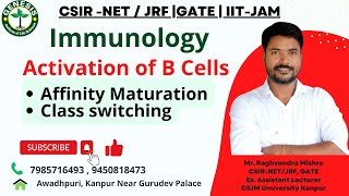 BCell Activation amp Differentiation  Affinity Maturation  Class Switching  Immunology  L24 [upl. by Erodroeht]