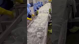 WOW SO THIS IS HOW ALOE VERA GEL IS MADE [upl. by Eylk]