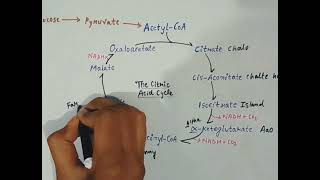 Krebs Cycle Trick youtube video [upl. by Evette]