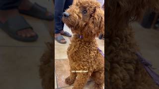 Cavapoo gets GROOMED  For the FIRST time [upl. by Rutherfurd]