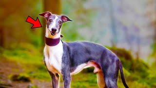 12 Things Only Whippet Dog Owners Understand [upl. by Anahsahs410]