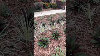 ✨Front Yard Makeover Update✨ gardendesign lowmaintenanceplants youtubeshorts [upl. by Sension]