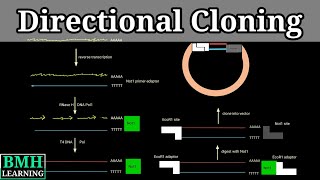 Directional Cloning  Directional Cloning Vs Traditional Cloning [upl. by Anikes572]