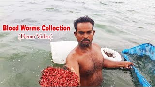 How to collect blood worms Live blood worms hunting Demo video [upl. by Ronica]