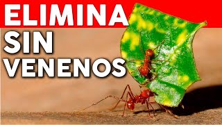 Como eliminar HORMIGAS de las Plantas  insecticida Casero para hormigas [upl. by Ardnoid]