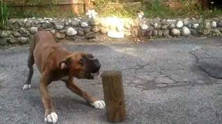 barking boxer puppy [upl. by Annoit]