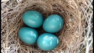 Peacock eggs [upl. by Tyler]