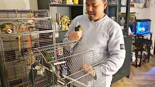 The Pets In My House  I Put Kakariki Birds Together With Tame Pyrrhura In One Cage [upl. by Alamak]