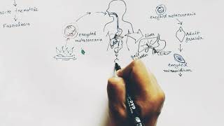 Fasciola Hepatica lifecycle  Hindi   Liver Fluke  Lifecycle [upl. by Papert]