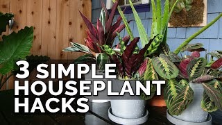 3 Simple Houseplant Care Tips to Keep Your Plants Healthy [upl. by Bellina]