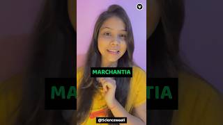 Marchantia BSc 1st year most important features 🔥 shorts neetbiology ncert bsc youtubeshorts [upl. by Fanya622]