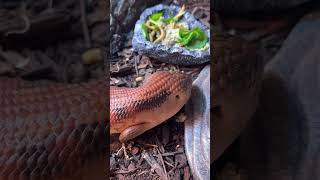 Northern Blue Tongue Skink High Color [upl. by Anaitsirhc]