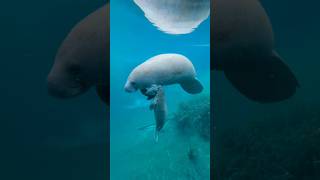 Baby manatees are the most adorable wild animals in Florida 🥺😍 manatee florida conservation [upl. by Feledy]