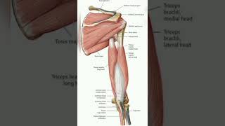 Upper limb muscle anatomy [upl. by Notyap]