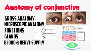 Anatomy of Conjunctiva  Palpebral  Bulbar  Fornix [upl. by Ebonee]