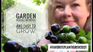 Garden Huckleberries  Delicious and Easy to Grow favoriteplantIgrew2021 [upl. by Yerdna649]