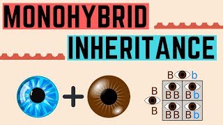 IGCSE BIOLOGY REVISION Syllabus 17  Monohybrid Inheritance [upl. by Einatirb587]