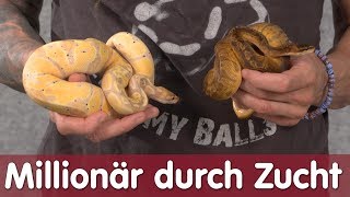 Reptil TV  Folge 103  Millionär durch Ballpython Zucht [upl. by Jahdai]