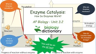 Enzyme Catalysis How Do Enzymes Work  AP Biology 32 [upl. by Dnomayd454]