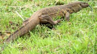 Reptiles of Kenya Africa [upl. by Haerdna]