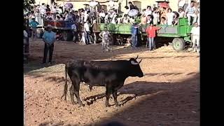 Encierros taurinos en Morales de Toro Zamora 1989 [upl. by Acessej645]