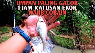 INI DIA Cara Ampuh Panen Ratusan Ikan Tawes Umpan Gacor Terbukti [upl. by Tomlin34]