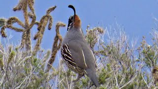 Male Gambels Quail Bird Call [upl. by Asilehc]