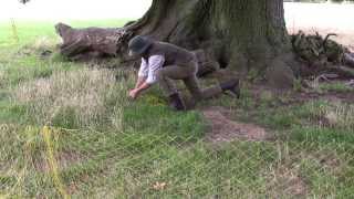 Ferreting evicting rabbits from some old Suffolk Oaks [upl. by Floria289]