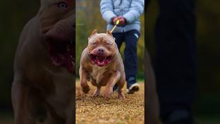 Most Dangerous Dog Breed in the World 🥵😡 shorts Viral [upl. by Llaccm]