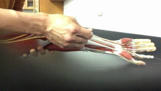 MUSCULAR SYSTEM ANATOMY Anterior forearm model description Somso [upl. by Chicoine]