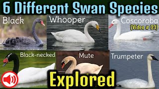 Swan Videos Different Swan breeds [upl. by Arraeic541]