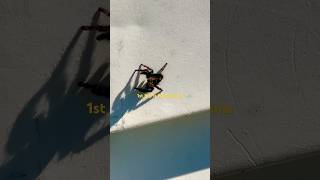 Jumping Spiders  Interesting animals in the world shorts animals spider 🤔 bold jumping spider [upl. by Anaeel]