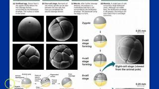 Introduction to Animal Development [upl. by Elleirb]