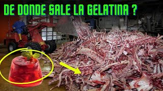 TE REVELAMOS cómo se FABRICA la GELATINA [upl. by Gabbey100]