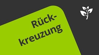 Rückkreuzung  Eine Erklärung  Biologie  Genetik [upl. by Alviani]