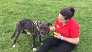 Dogs Trust Harefield  Barney [upl. by Jordanna953]