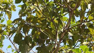 Leucistic red whiskered bulbul joined by its partner on Valentines Day at Port Blair South Andaman [upl. by Seidule991]