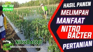 Manfaat NITROBACTER Untuk PERTANIAN  Bakteri Nitrifikasi [upl. by Peggi]