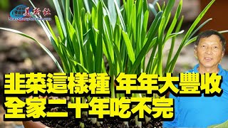 韭菜這樣種，年年大豐收，全家20年吃不完！ [upl. by Anerual]