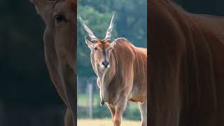 🐮◇⁴ Eland Common Eland Taurotragus oryx in Bovid Family Bovidae [upl. by Gordy36]