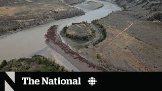 Chilcotin landslide could impact BC salmon migration [upl. by Anaitak65]