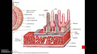 Intestino tenue e crasso [upl. by Oiruam]