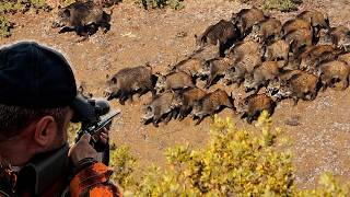 DEV DOMUZ SÜRÜSÜ  NET VURUŞLAR  Muhteşem Drone çekimleri ile yaban domuzu avı WİLD BOAR HUNTIN [upl. by Allana]